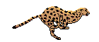 cheetah.gif (5262 bytes)